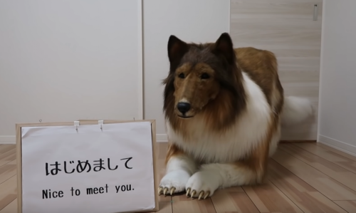 Un Japonais réalise son rêve en se transformant en animal: «J’ai décidé de devenir un chien» (vidéo)