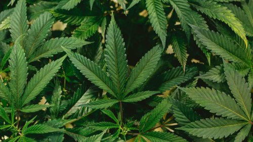 Bruxelles: la police découvre plus de 1000 plants de cannabis dans une habitation de Schaerbeek
