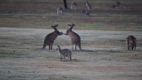 Un Australien est obligé de se battre avec kangourou pour se défendre (vidéo)