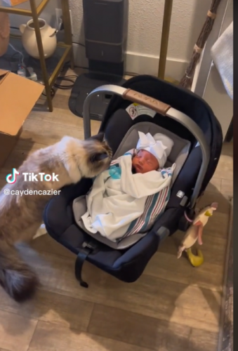Ce chat a une réaction surprenante en rencontrant le nourrisson de la famille (vidéo)