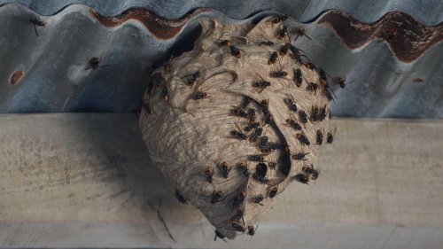 Frelons asiatiques en Europe: l’invasiona été provoquée par un seul insecte