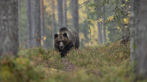 «Cocaine Bear»: l’histoire vraie d’un ours sous cocaïne adaptée au cinéma