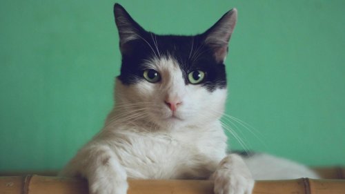 Les chats capables de se souvenir du prénom de leurs compères et de leurs maîtres, selon une étude