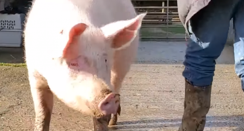 La belle histoire de Noé, le cochon d’élevage qui a échappé à la mort (vidéo)
