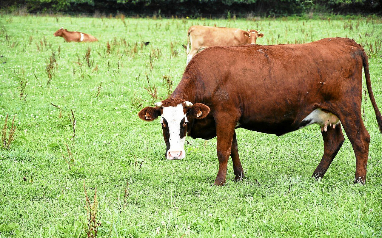 Pourquoi le recul des prairies permanentes en Bretagne n’est pas une bonne nouvelle