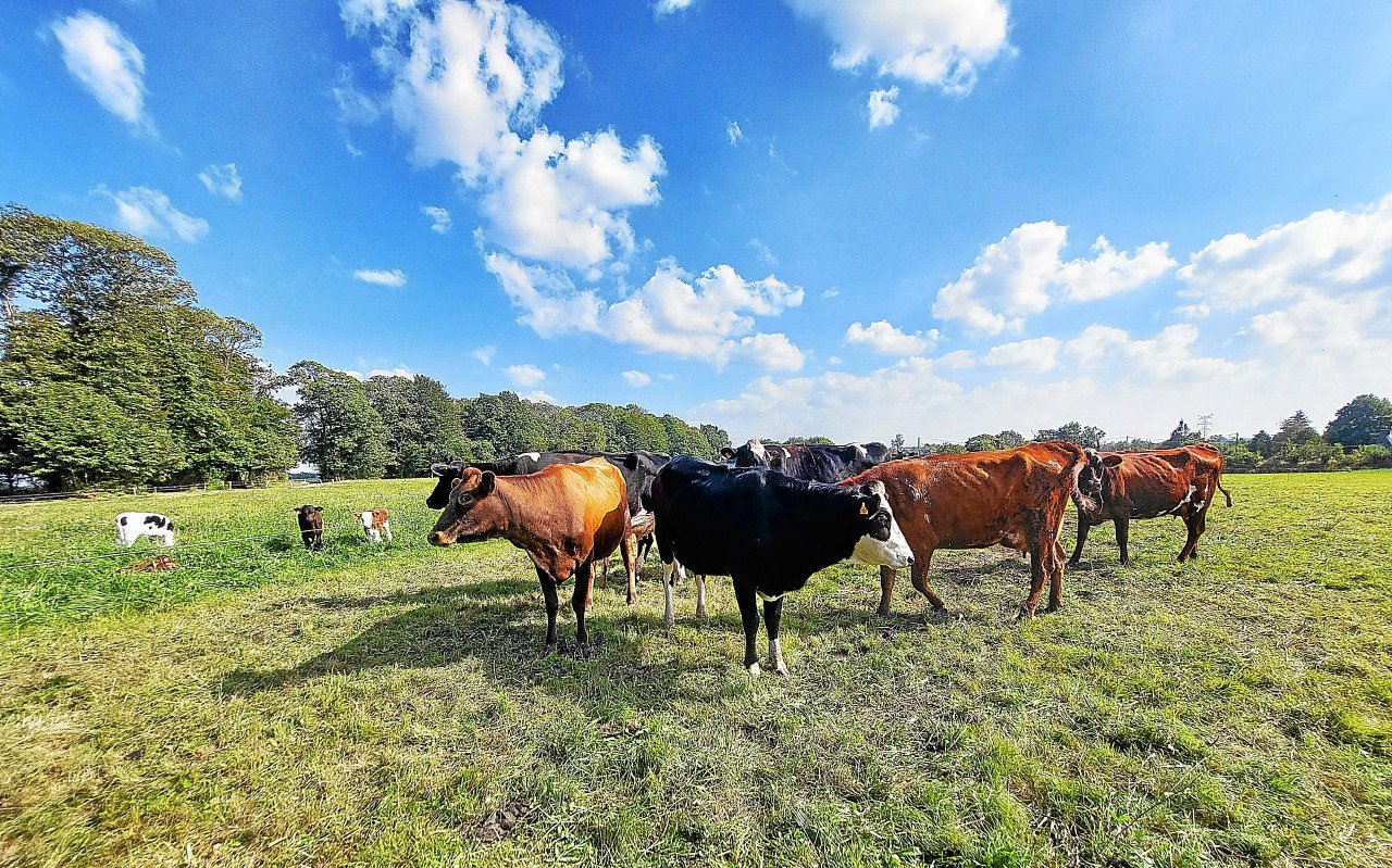 Ces quatre pistes du Haut conseil breton pour le climat visent à adapter l’agriculture bretonne