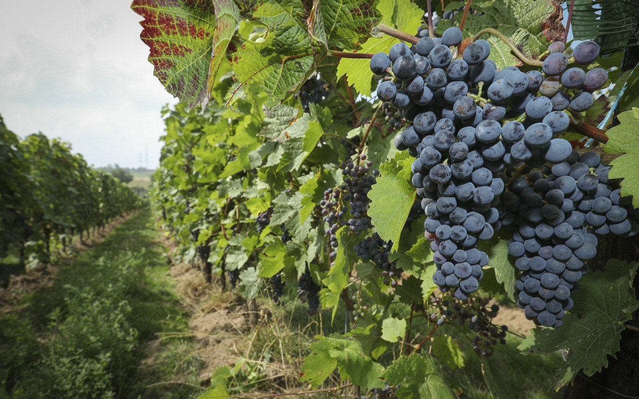 Entre intempéries et surplus, le vin bio résiste