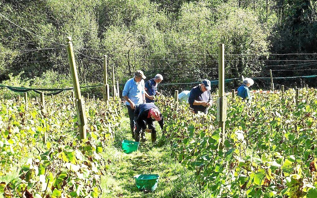 En 2025, le vignoble de Loperhet a effectué sa « meilleure récolte depuis la plantation », il y a six ans