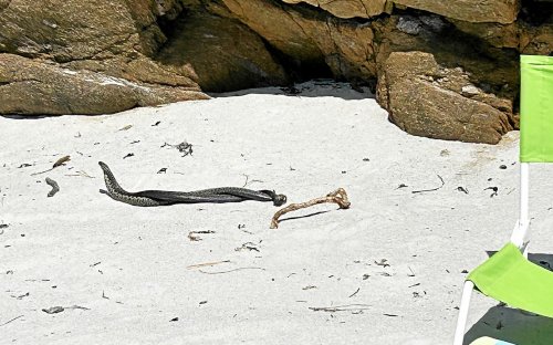 « Comme si une pierre venait de tomber de la falaise » : deux serpents causent des frayeurs sur une plage à Concarneau