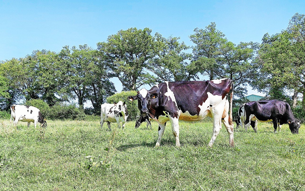 Quatre scénarios pour l’agriculture et l’alimentation biologiques en 2040