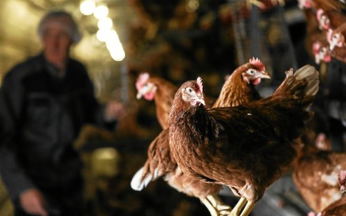Influenza aviaire : de nouvelles indemnisations pour les élevages de poules pondeuses