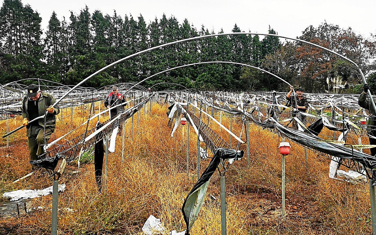 « La filière a tenu bon »: deux ans après Ciaran, les agriculteurs de Plougastel-Daoulas sortent la tête de l’eau