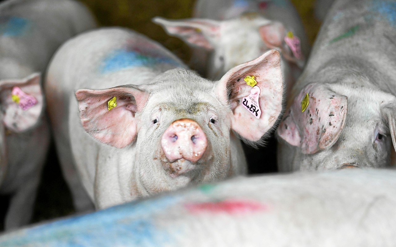 « On ne veut pas casser la filière porcine, on veut l’aider à se transformer », soutient la Fondation pour la Nature et l’Homme qui a évalué ses coûts pour la société