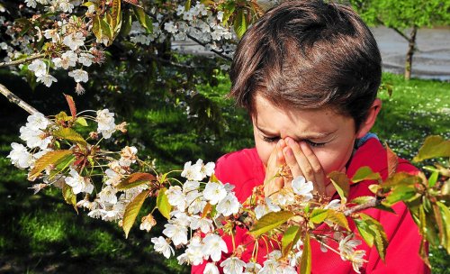 Allergies aux pollens : le Finistère moins touché que le reste de la France