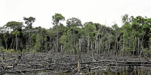 L’Union européenne interdit l’importation de produits issus de la déforestation