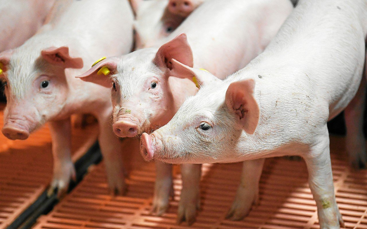 Agriculture : les opposants à la loi Duplomb appellent à la mobilisation