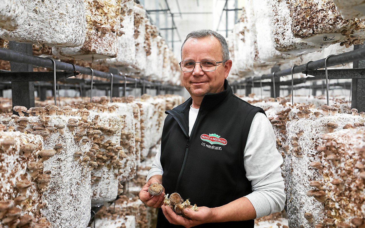 « Zéro phyto et zéro engrais » : à Plouvorn, Jean-Denis Crenn cultive le shiitaké depuis près de 30 ans