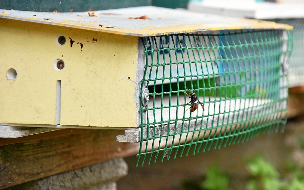 Côtes-d’Armor : en automne, les frelons asiatiques, ennemis jurés des apiculteurs et de la biodiversité