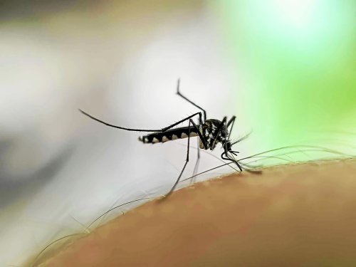 Paludisme : un médicament pourrait rendre le sang humain mortel pour les moustiques