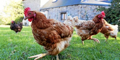 Grippe aviaire : maires et éleveurs se prennent le bec avec les particuliers