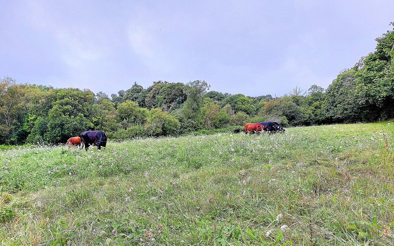 Une transmission fait débat à Melesse dans un contexte de recul des terres en agriculture biologique