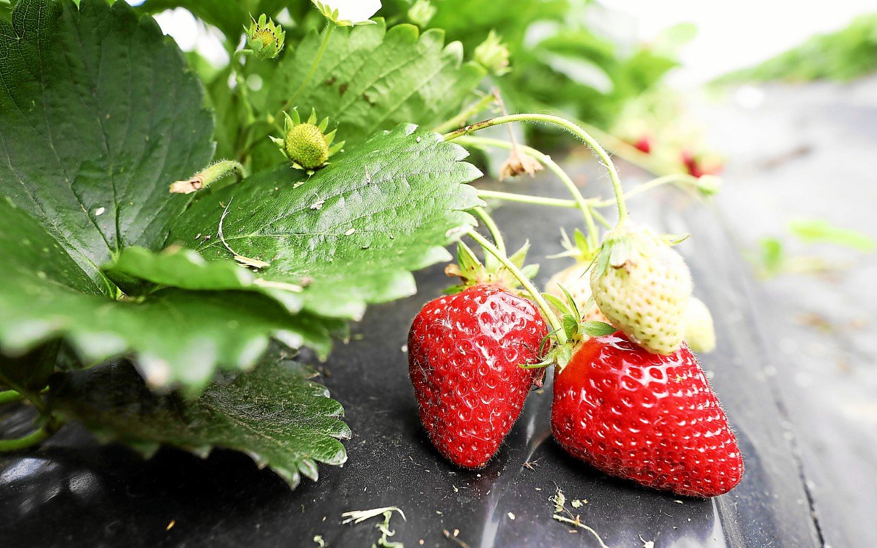 En Bretagne, les fraises de Plougastel auront leur Indication géographique protégée au premier semestre 2026