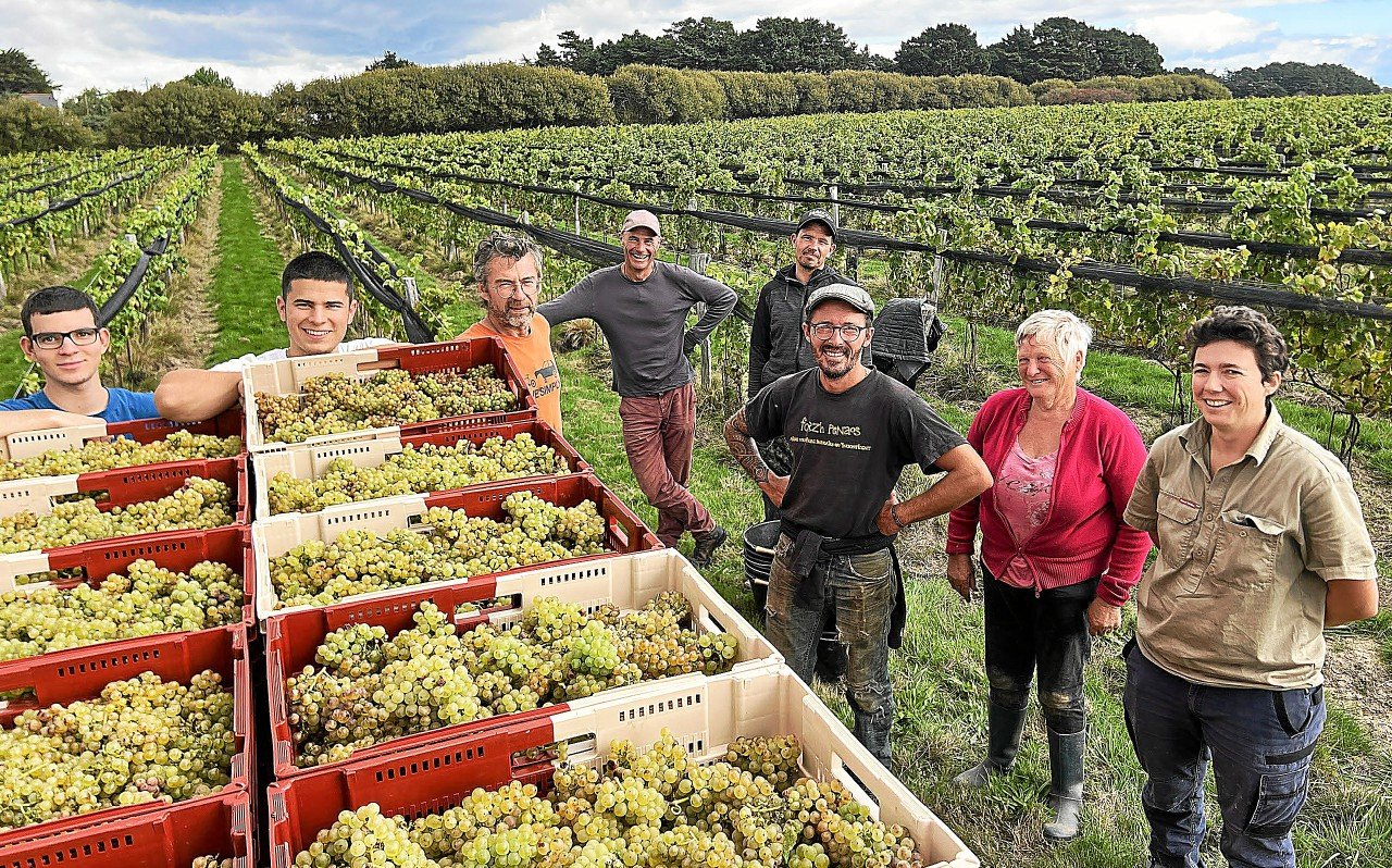 Les vendanges des Vignes de Vindilis se sont terminées mercredi à Belle-Île-en-Mer