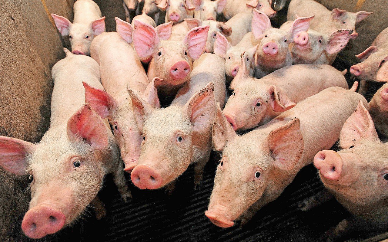 « Ce n’est pas normal que la filière paye la facture » : les éleveurs de porcs des Côtes-d’Armor se mobiliseront à Plérin ce jeudi 25 septembre