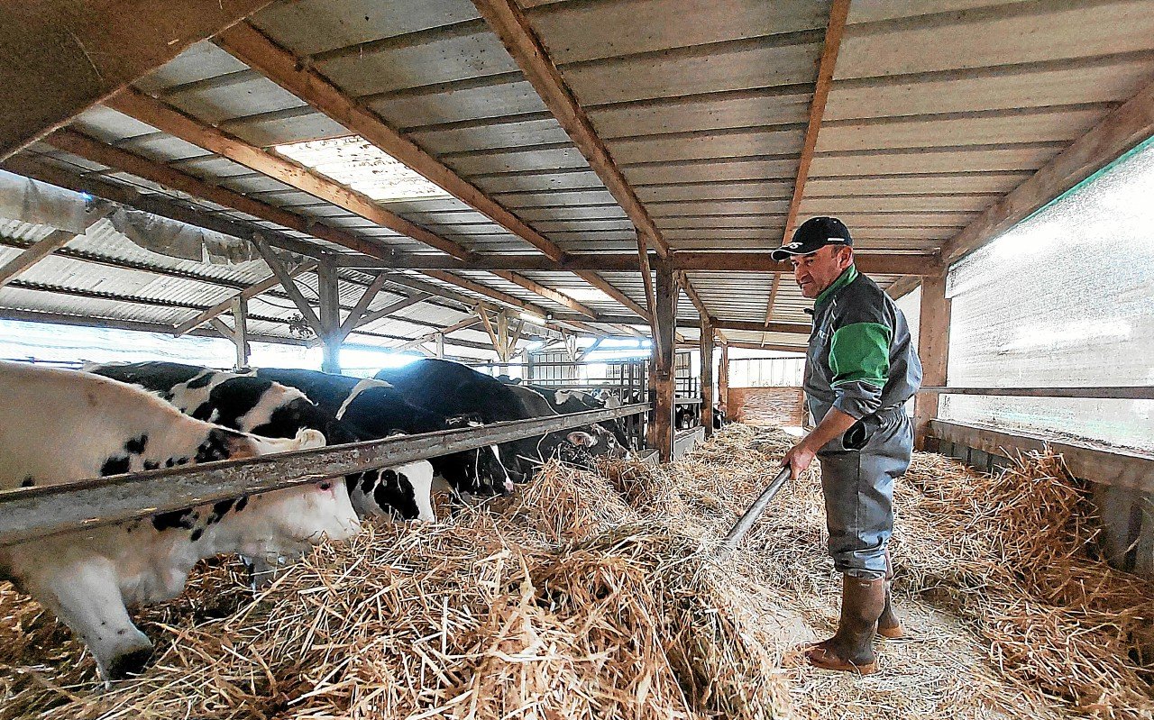 Dermatose nodulaire : l’interdiction d’exporter des bovins vivants est « un mal pour un bien », défend cet éleveur breton