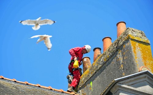Concarneau, Douarnenez… Pourquoi ces villes bretonnes stoppent la stérilisation des œufs de goélands