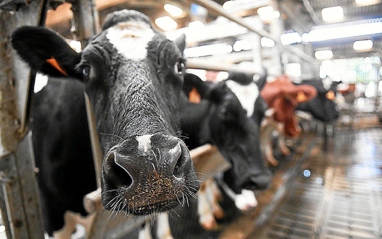 600 M€ d’exportations : la filière laitière veut préserver son accès au marché chinois