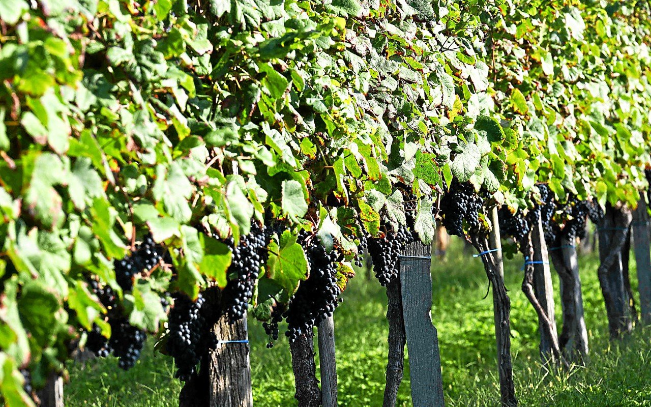Viticulture : l’État annonce 130 millions d’euros et un plan de « sortie de crise »