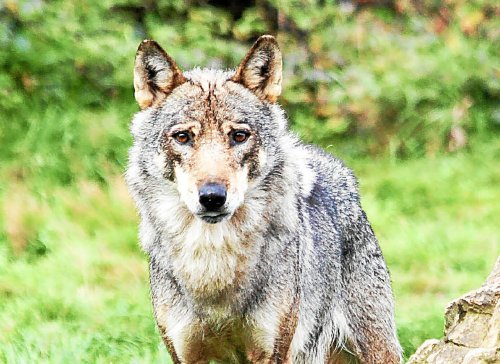 Loup en Bretagne : des analyses génétiques officielles confirment la présence d’un mâle scandinave