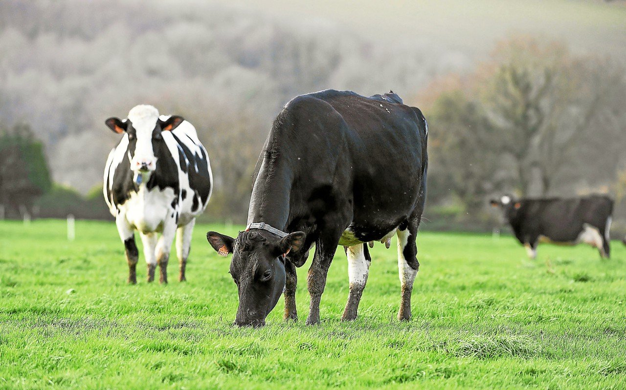 Taxe chinoise : quelles conséquences pour les éleveurs laitiers bretons ?