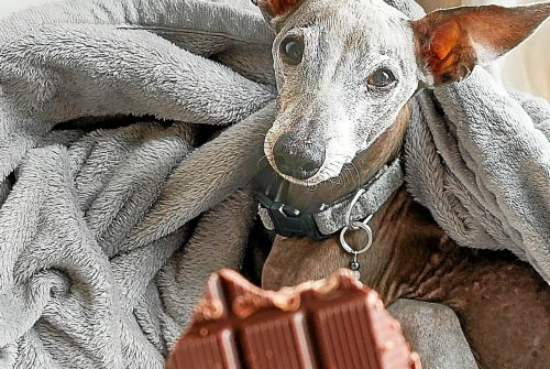 Si votre chien mange vos chocolats de Pâques, comment réagir ?