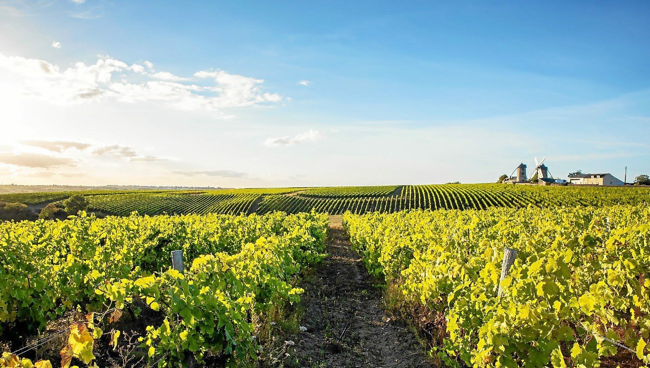 Polluants éternels : du TFA retrouvé à des niveaux élevés dans les vins européens