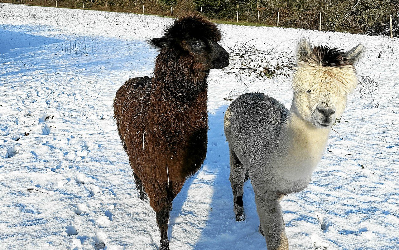 « C’est très choquant » : à Bourbriac, un agriculteur découvre ses deux alpagas tués