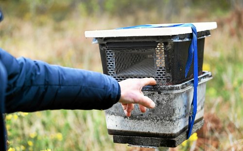 Piège à frelons asiatiques : voici les erreurs à ne pas faire