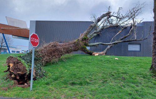 À Carhaix, un arbre tombe sur un magasin à cause de la tempête Mathis