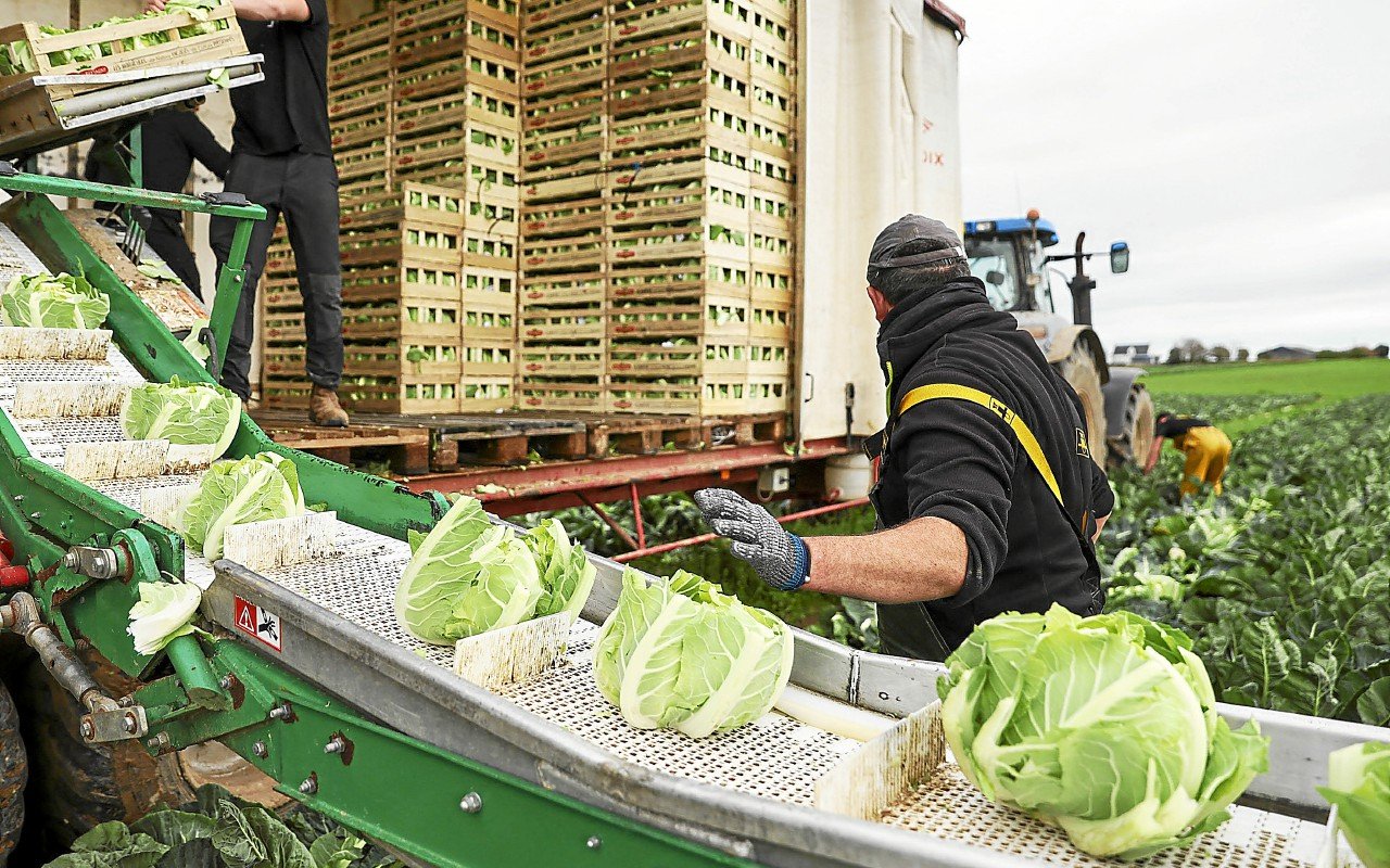 « Nous n’avons jamais connu ça » : Chou-fleur, potimarron… L’appel à l’aide des maraîchers bretons aux consommateurs