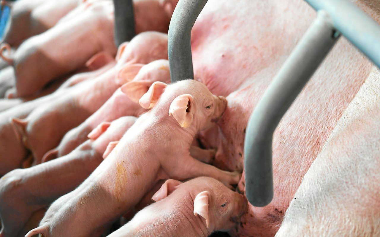 Exportations agroalimentaires bretonnes : « N’abandonnons pas nos capacités de production »