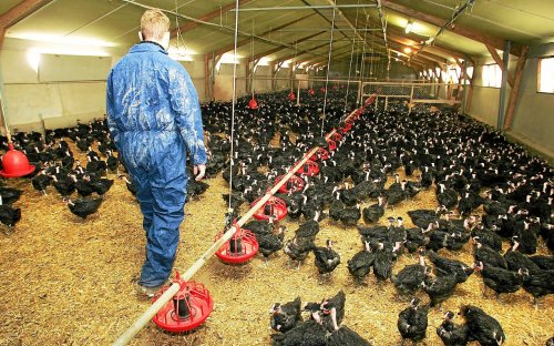 Le risque de grippe aviaire passe d’« élevé » à « modéré » en France