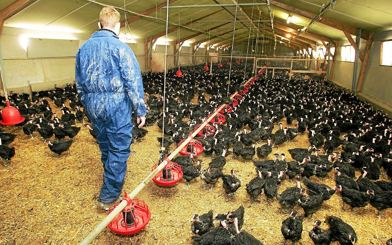 Le risque de grippe aviaire passe d’« élevé » à « modéré » en France