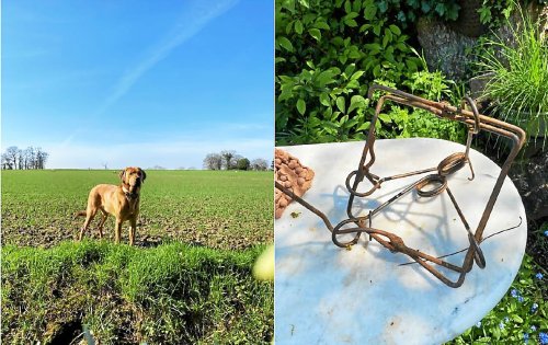 « Il est mort dans des conditions horribles » : leur chien tué par un piège à ragondins en Ille-et-Vilaine