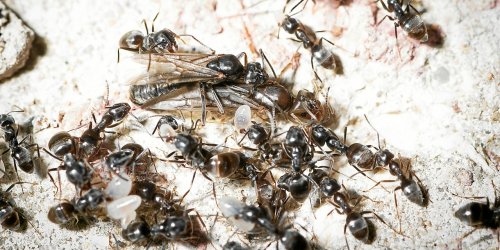 Les fourmis invasives repérées en Bretagne