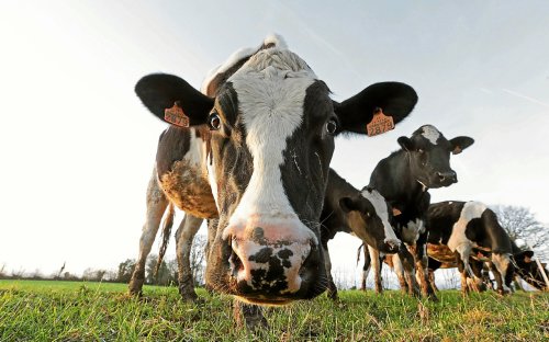 Fermes fromagères en Bretagne : « Je ne suis pas aussi optimiste qu’avant »