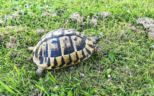 Cette tortue a-t-elle pu survivre seule pendant sept ans à 200 m de chez elle ? « Ce serait exceptionnel »