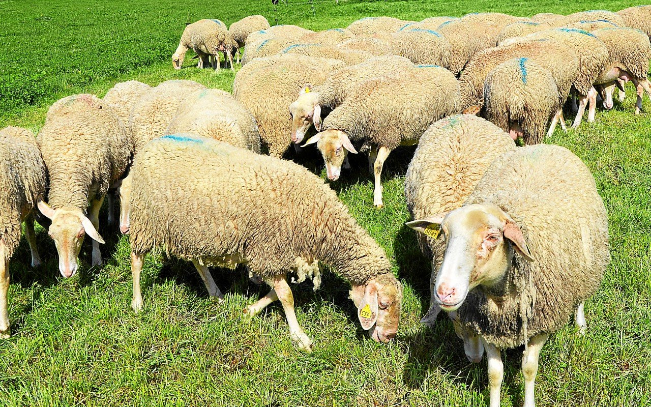 Fièvre catarrhale ovine : les premières indemnisations versées aux éleveurs