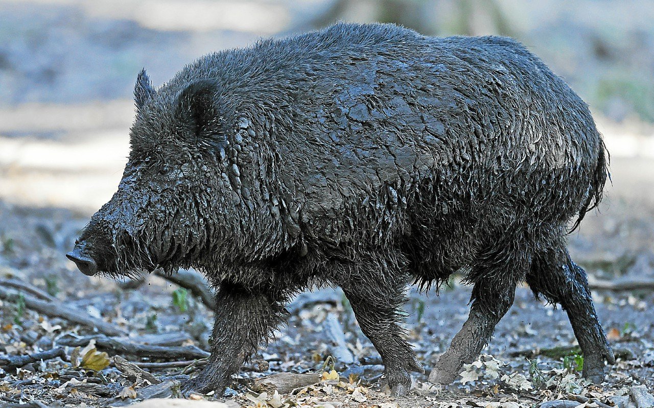 Sangliers : « On peut s’interroger sur l’efficacité de la régulation par la chasse », pointe un chercheur
