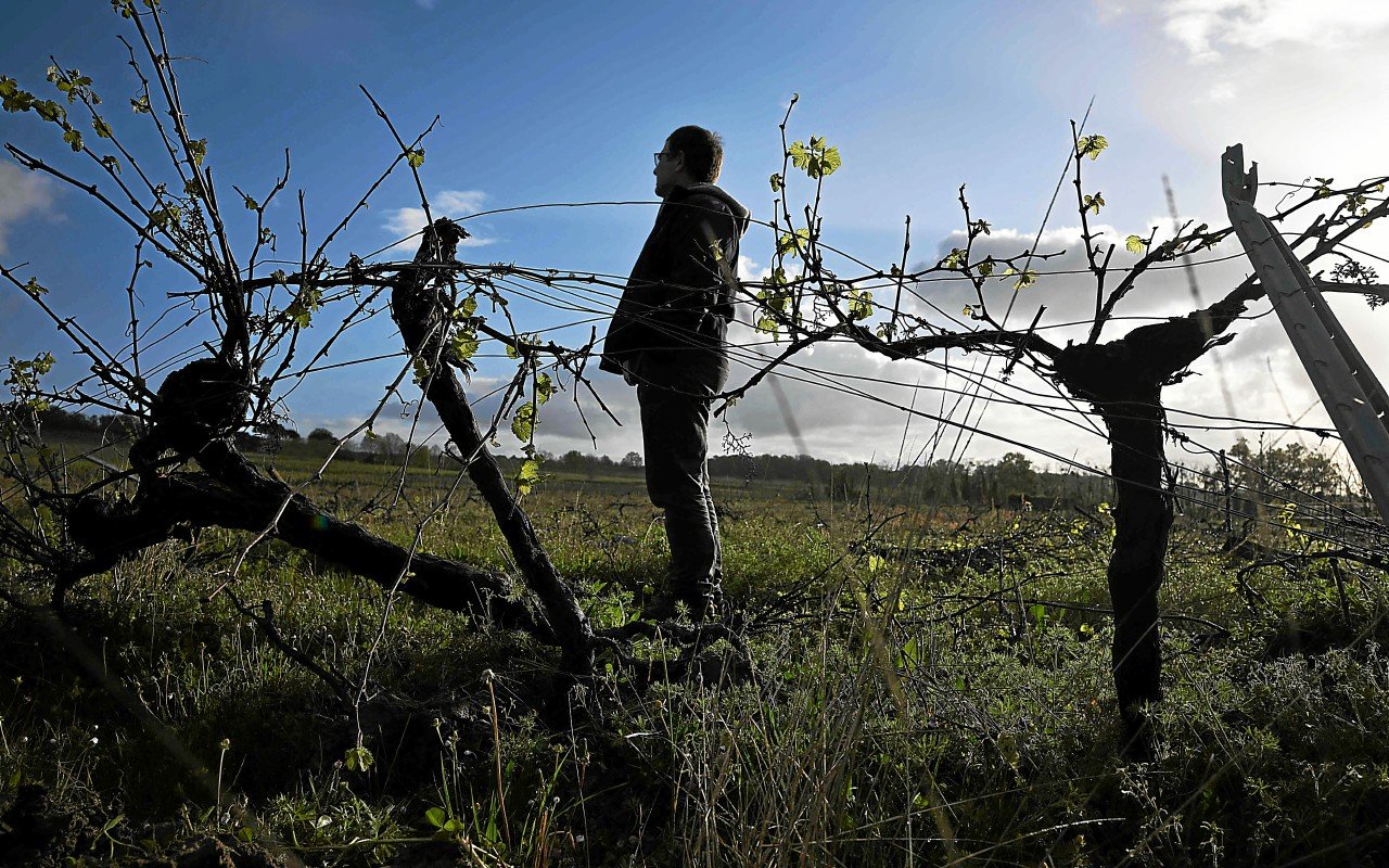 Vin : le Bordelais connaît sa plus faible récolte depuis 1991